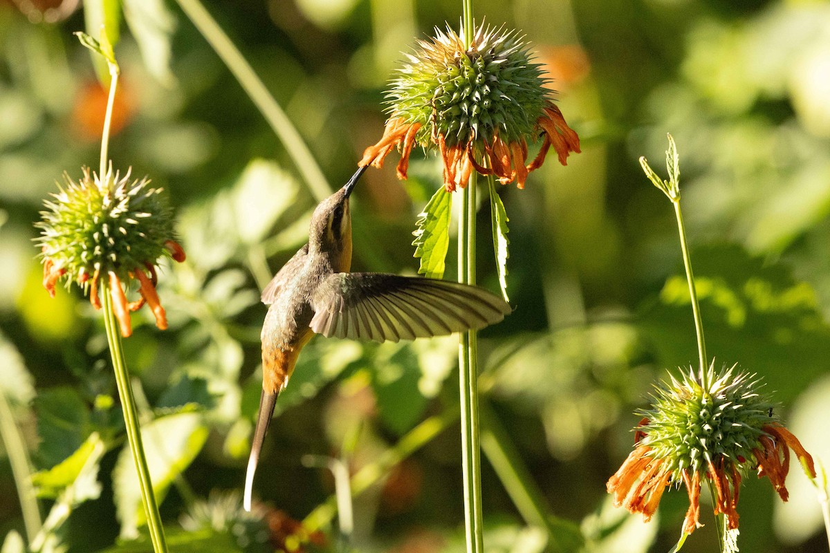 Planalto Hermit - ML623600320