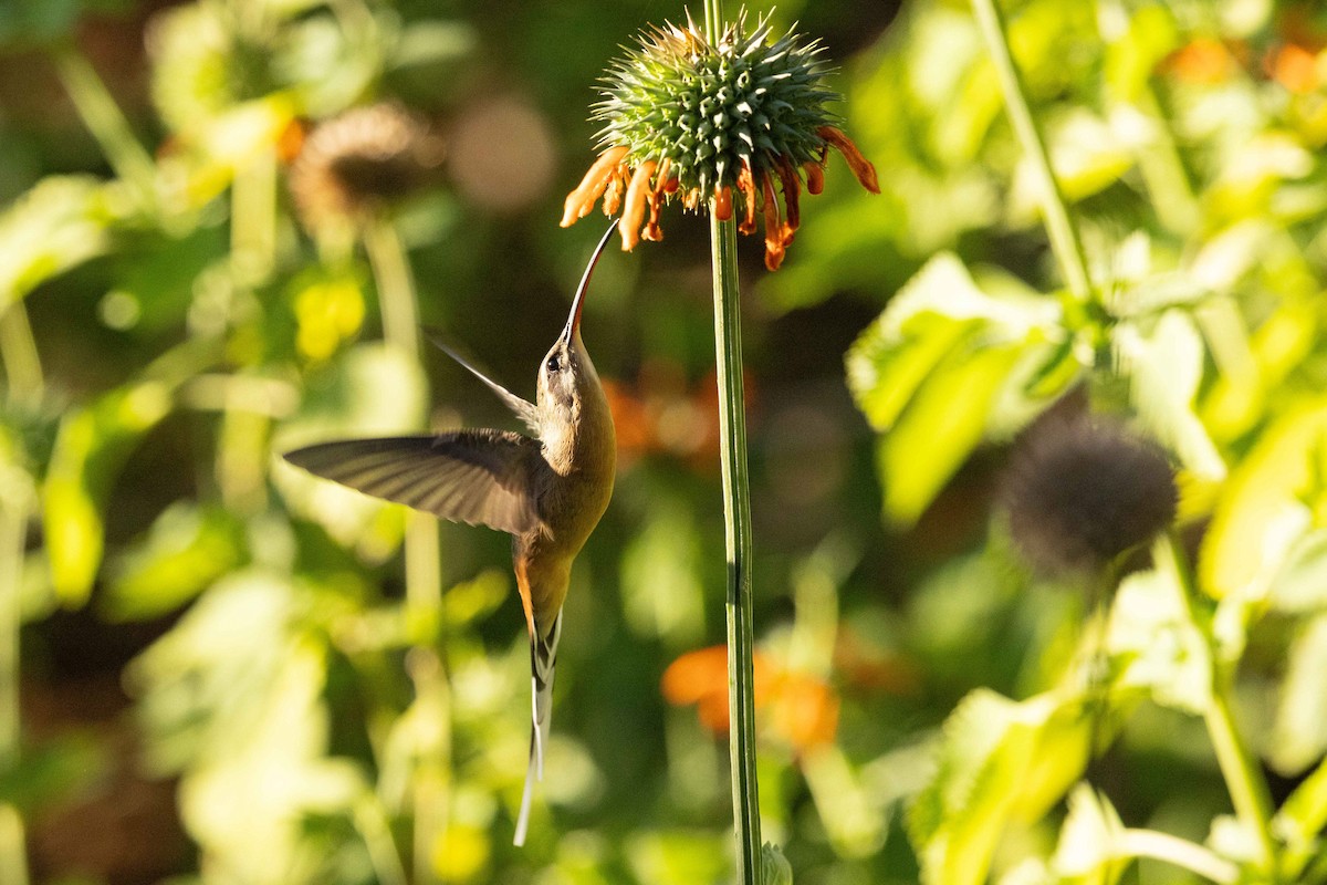 Planalto Hermit - ML623600321