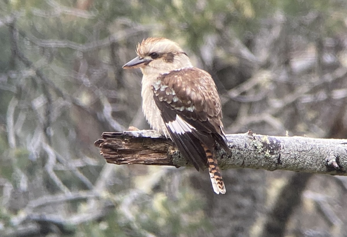 Laughing Kookaburra - Barry Zimmer