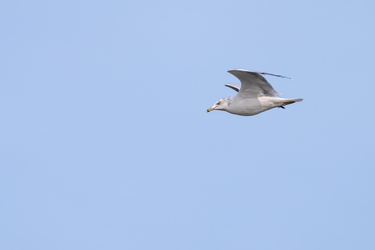 Ring-billed Gull - ML623600377