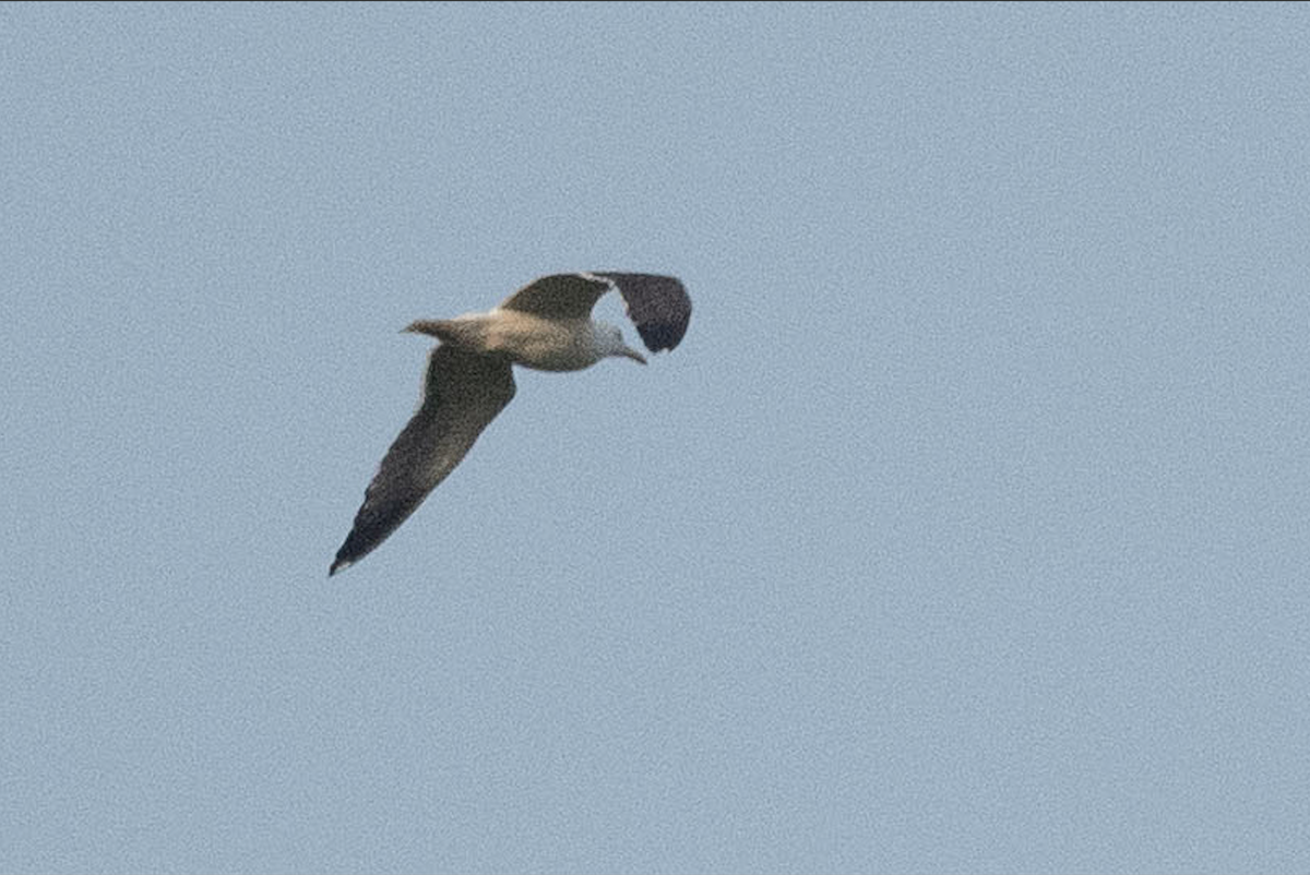 Lesser Black-backed Gull - Lev Frid