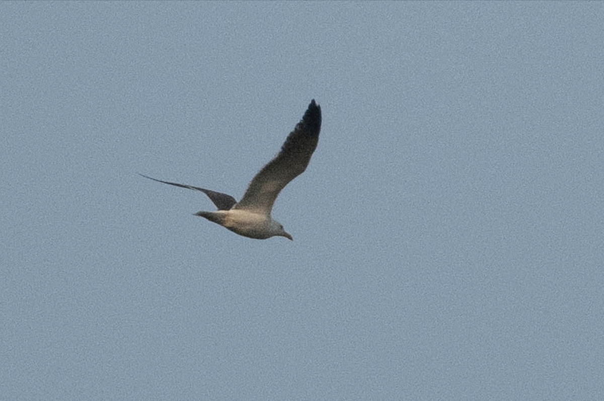 Lesser Black-backed Gull - Lev Frid