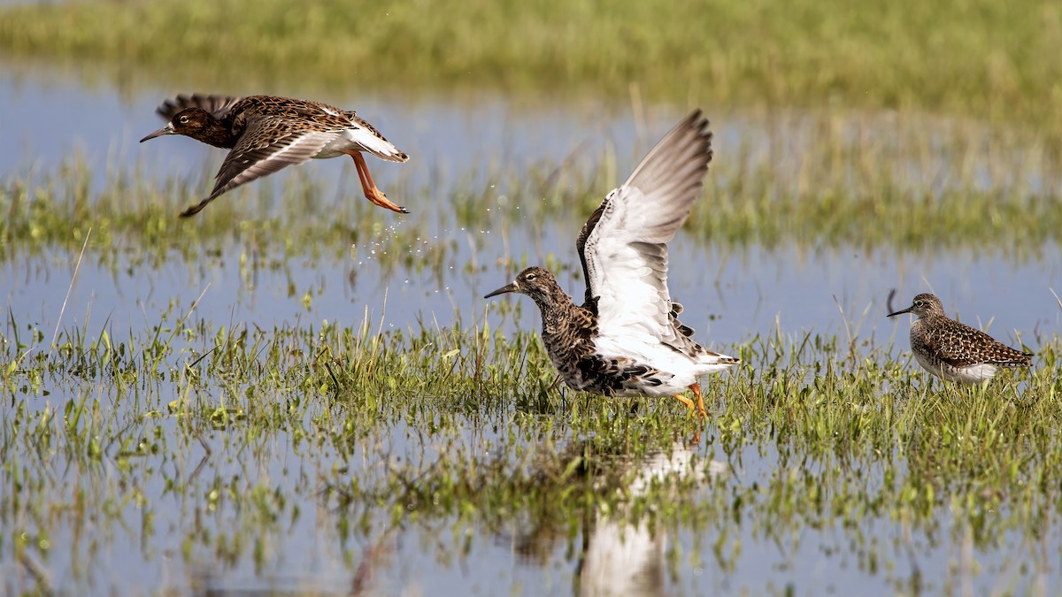 Ruff - Lutfi ALTUNSU