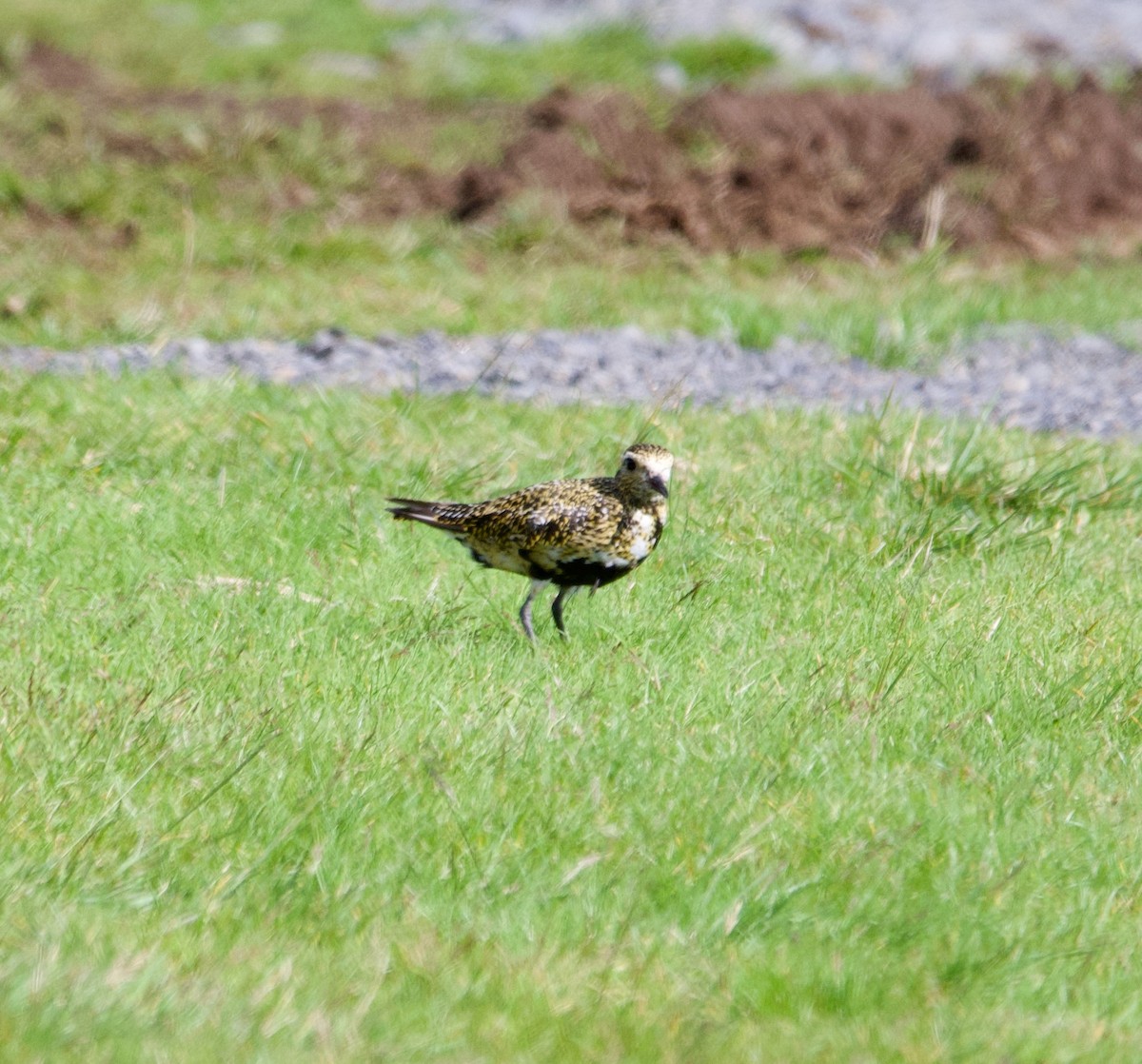 European Golden-Plover - ML623600490