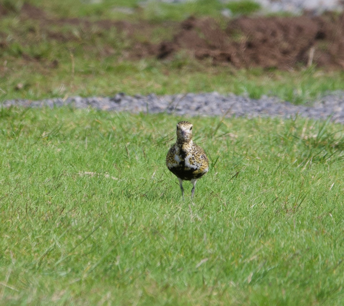 European Golden-Plover - ML623600491