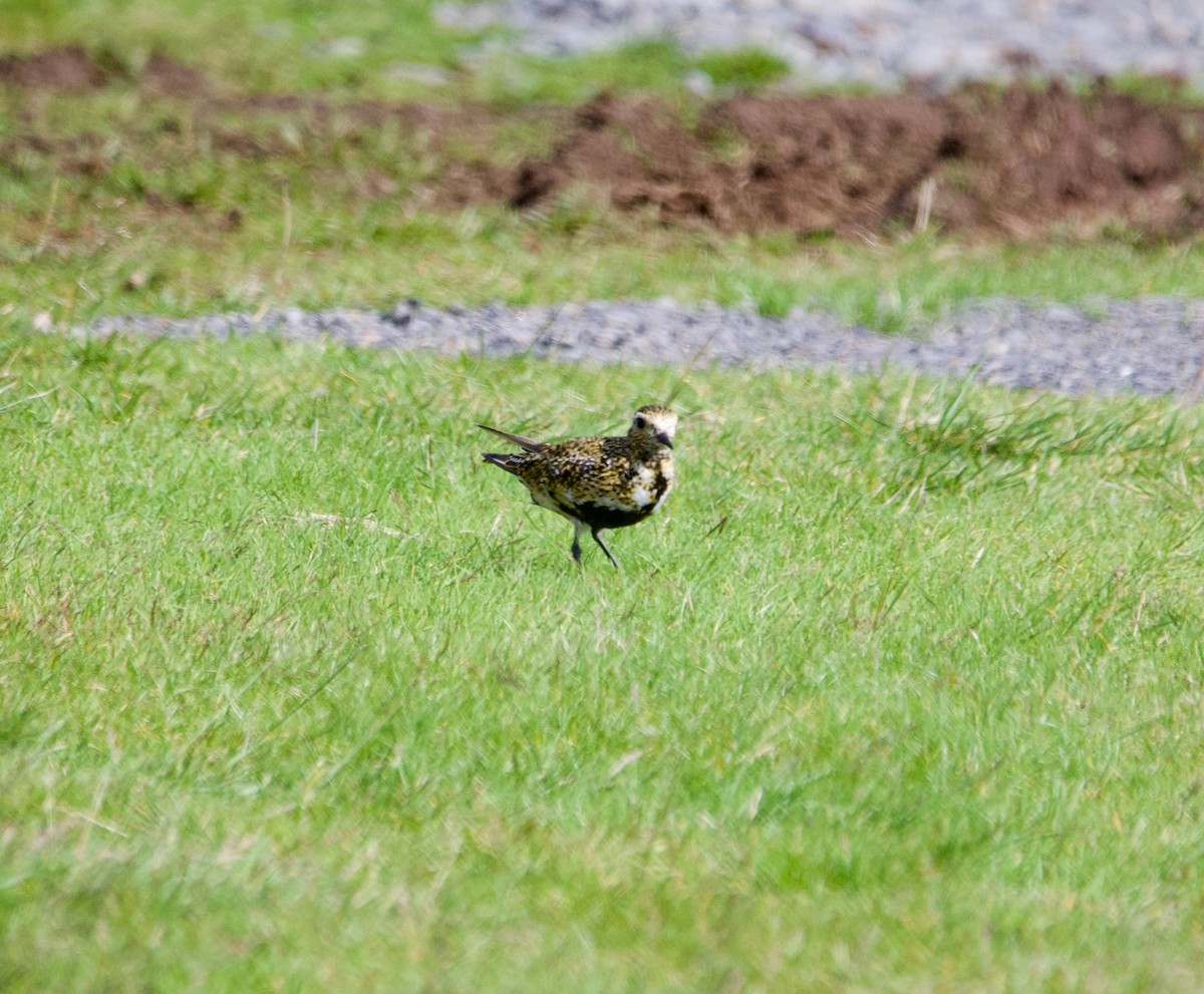 European Golden-Plover - ML623600492