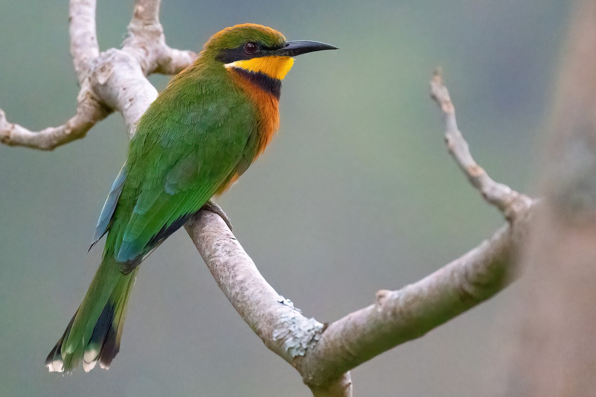 Cinnamon-chested Bee-eater - ML623600543