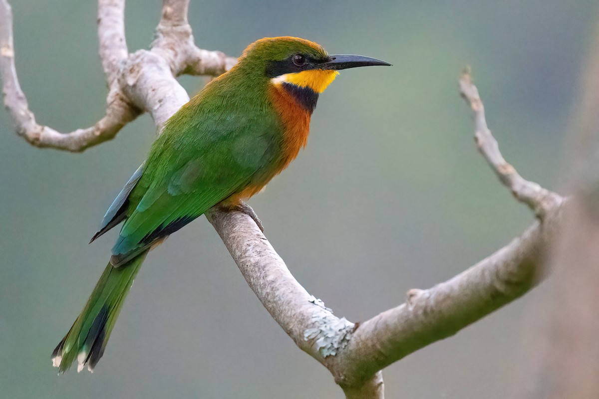 Cinnamon-chested Bee-eater - ML623600544