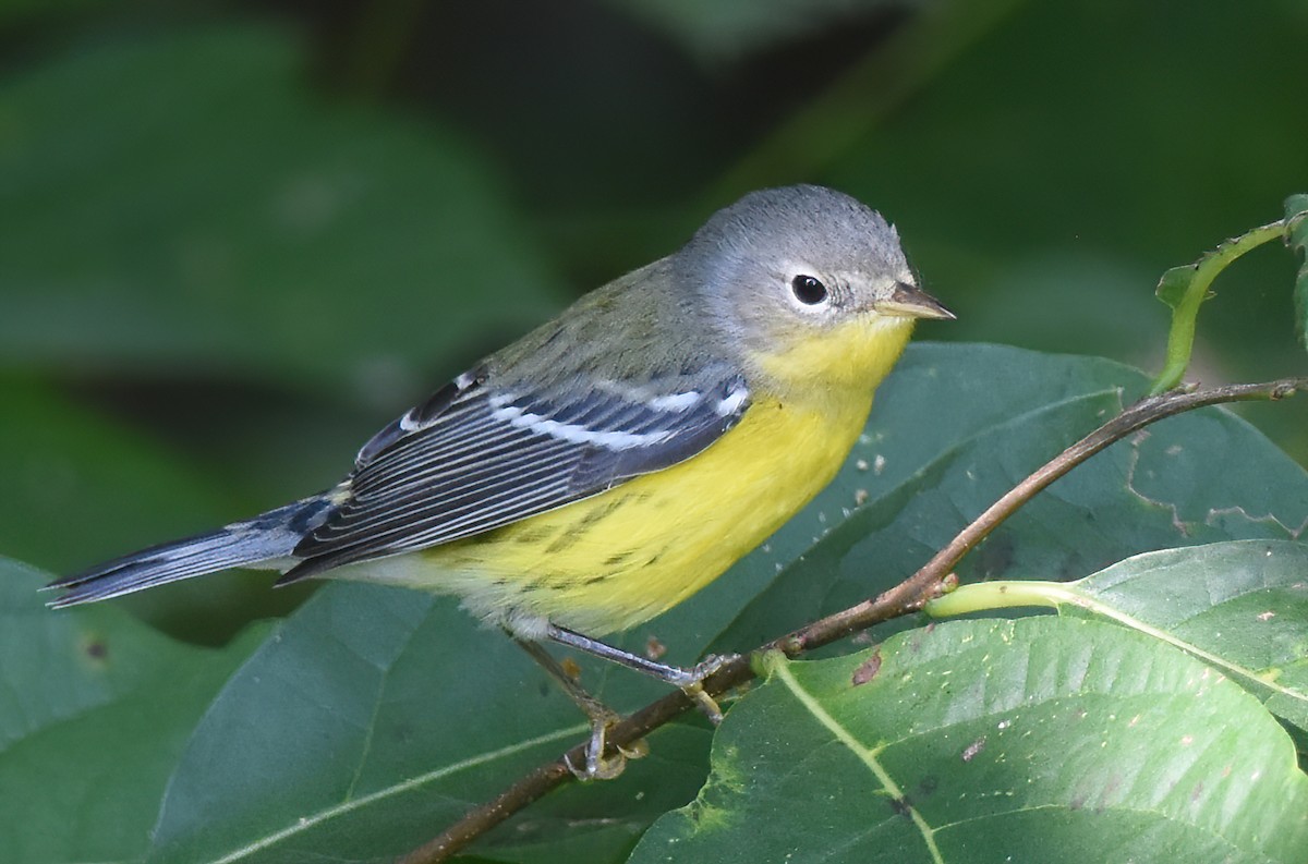 Magnolia Warbler - ML623600549