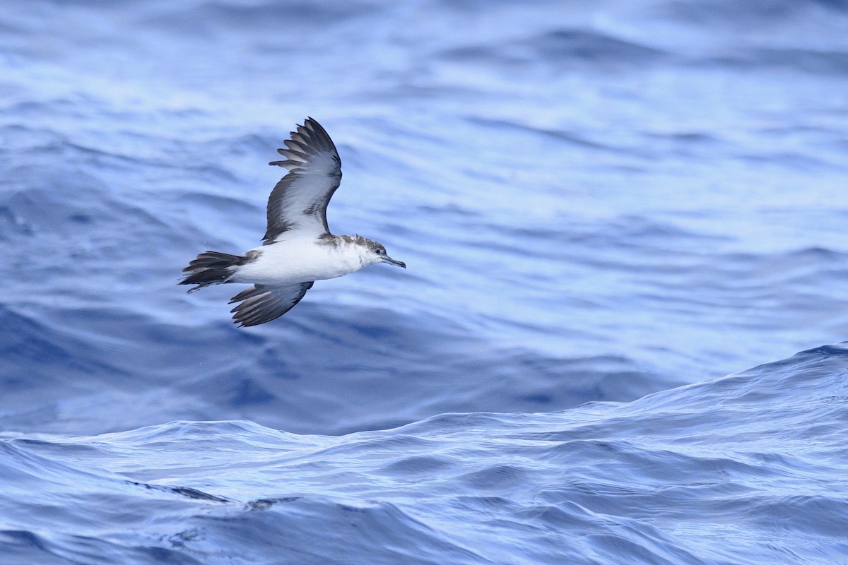 Audubon's Shearwater - ML623600555