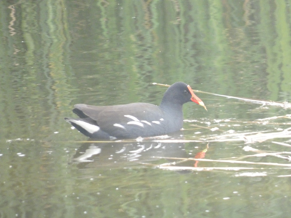 Common Gallinule - ML623600556