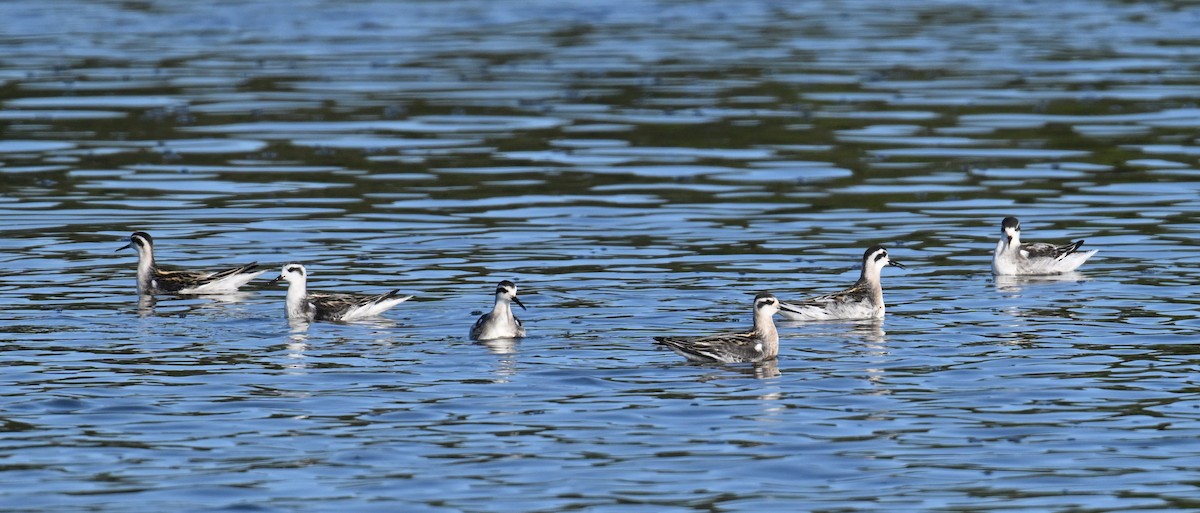 Red-necked Phalarope - John Sojda