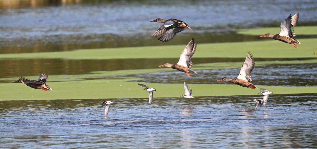 Red-necked Phalarope - John Sojda