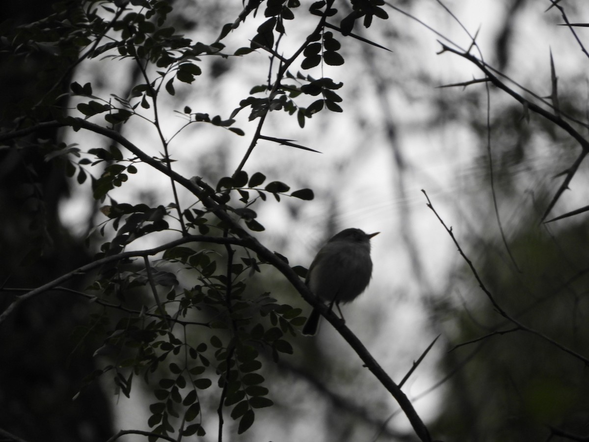 Pearly-vented Tody-Tyrant - ML623600574