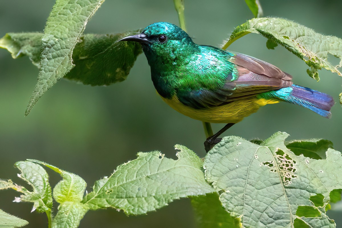 Collared Sunbird - ML623600576