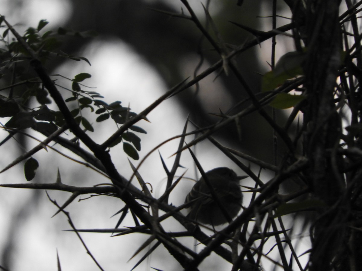 Pearly-vented Tody-Tyrant - ML623600594