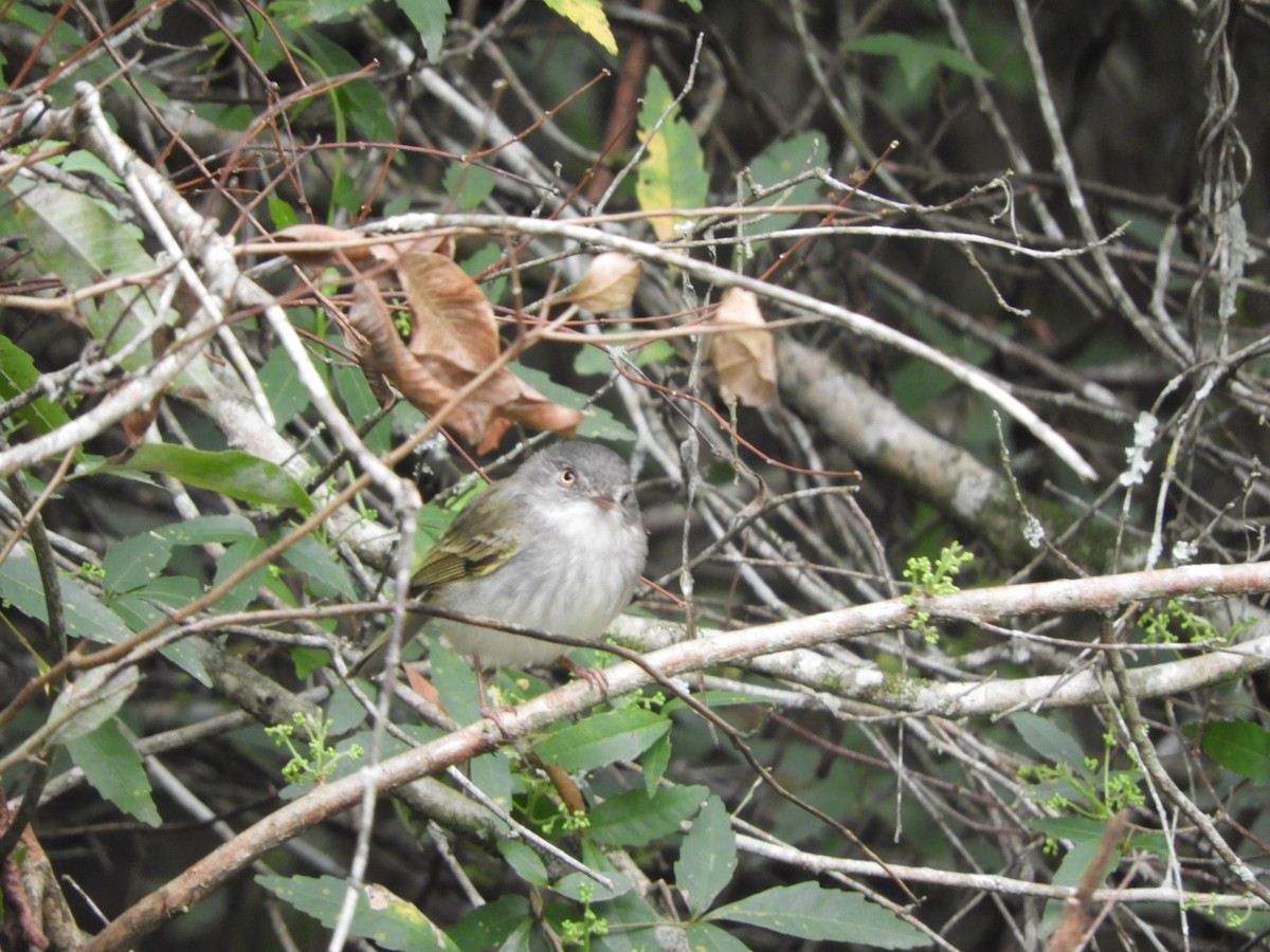 Pearly-vented Tody-Tyrant - ML623600595