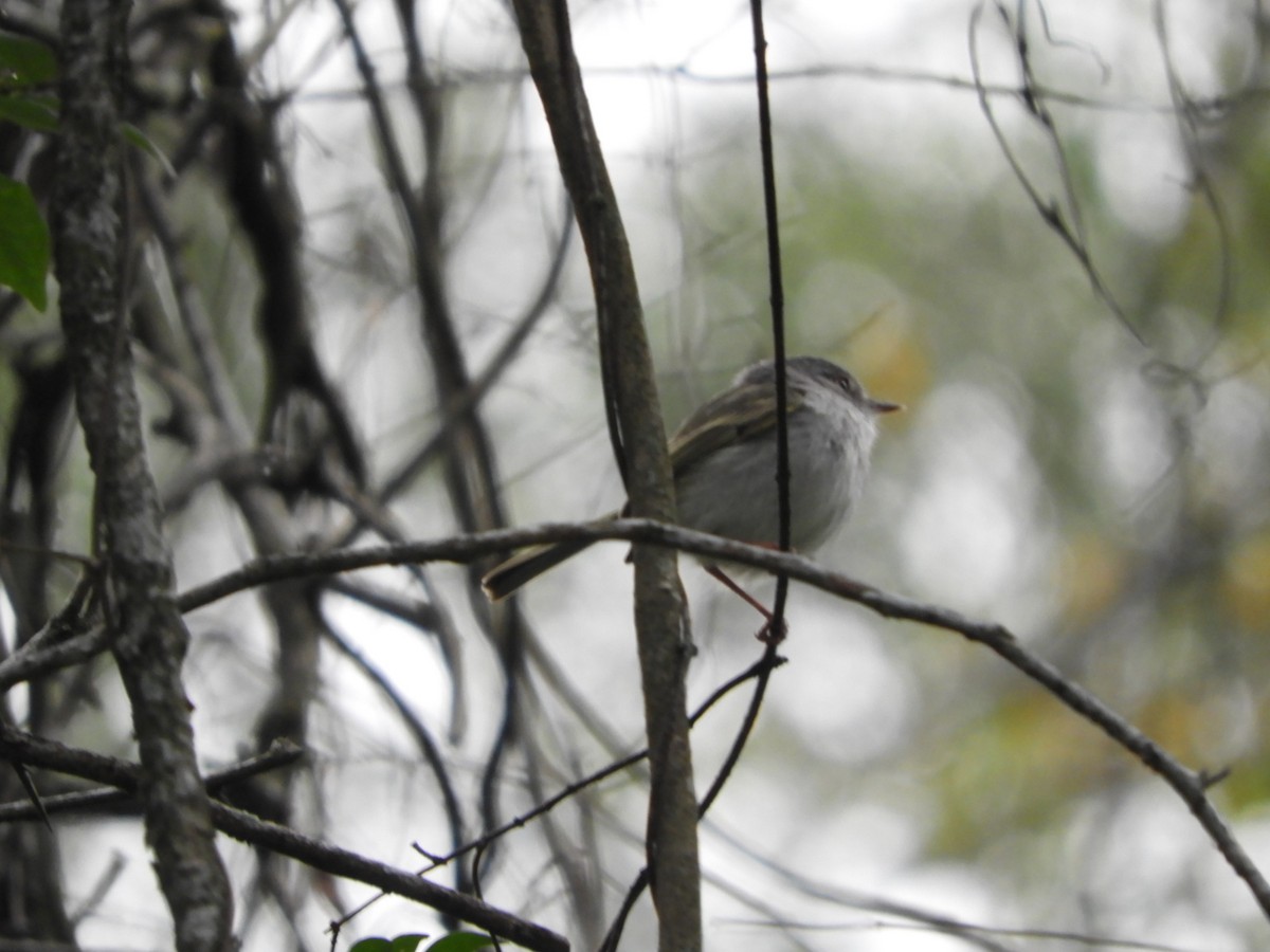 Pearly-vented Tody-Tyrant - ML623600596