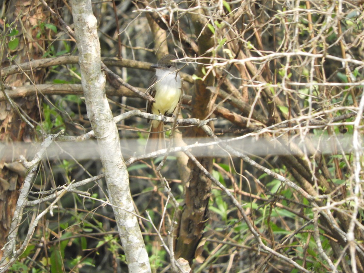 Brown-crested Flycatcher - ML623600644