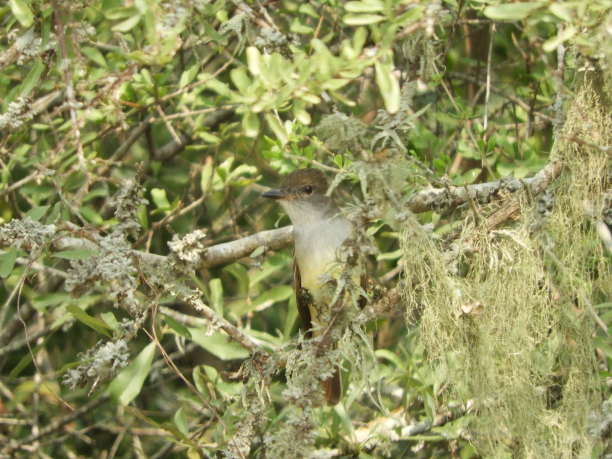 Brown-crested Flycatcher - ML623600645