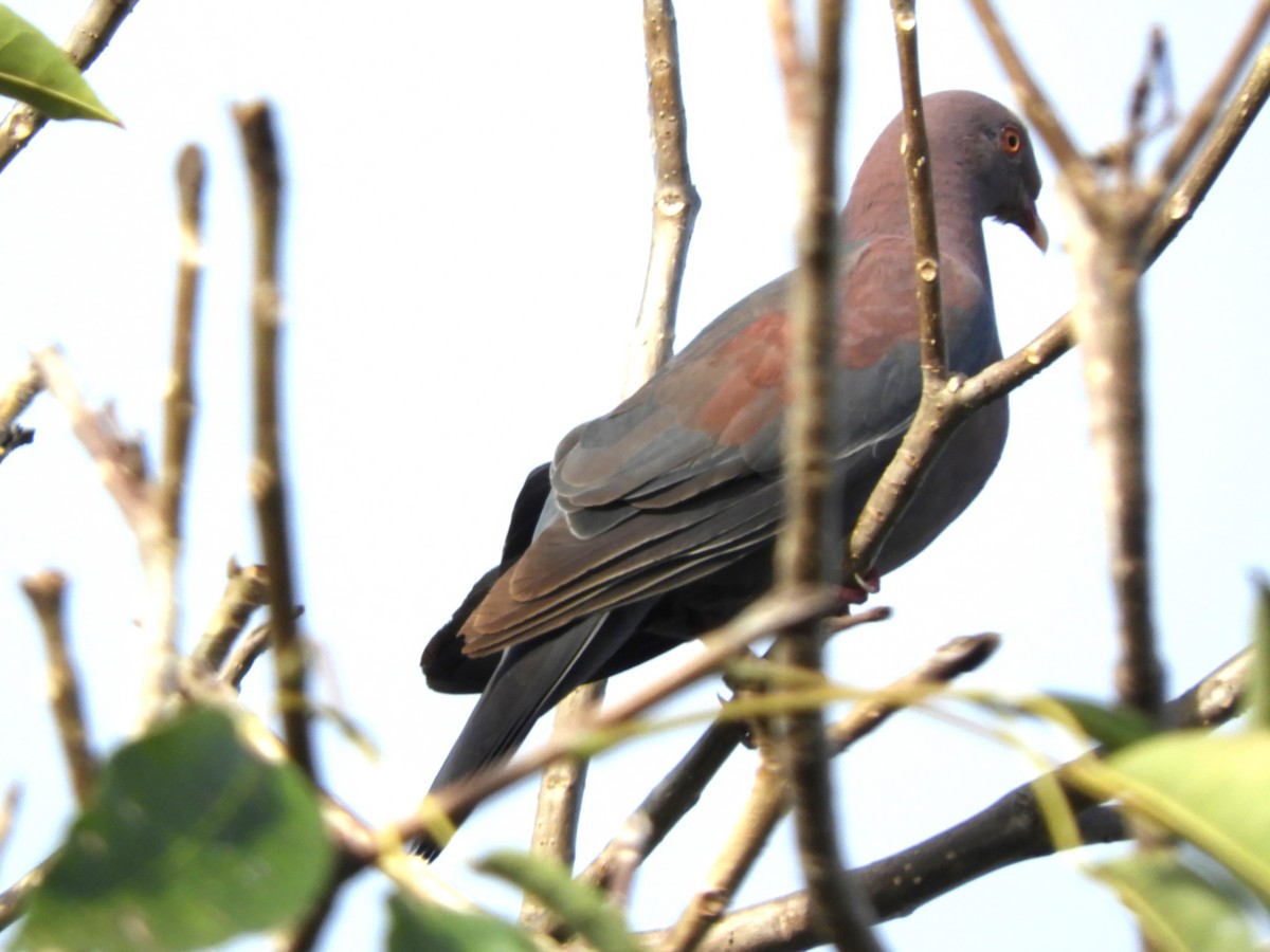 Red-billed Pigeon - Maria Corriols