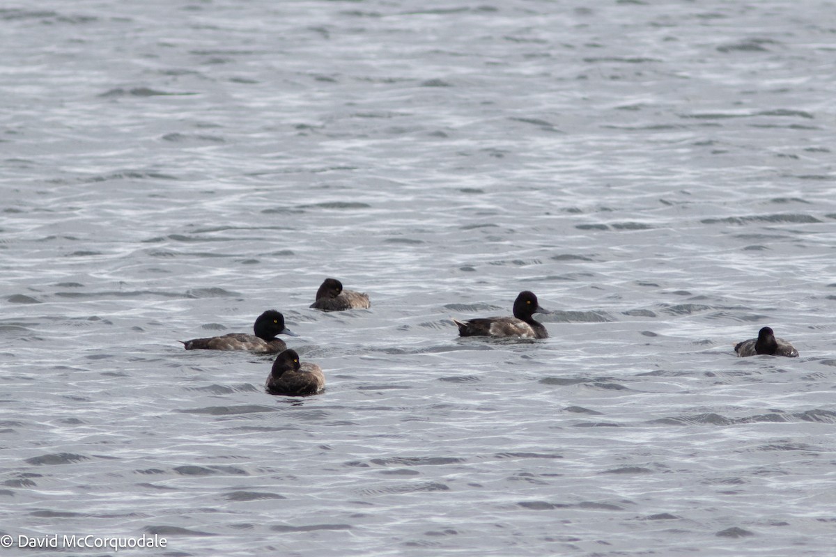 Lesser Scaup - David McCorquodale