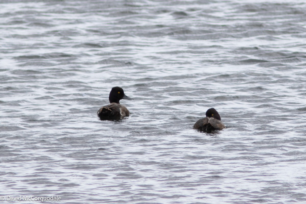 Lesser Scaup - ML623600793