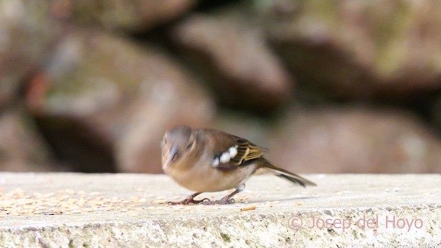 Canary Islands Chaffinch (Canary Is.) - ML623600818