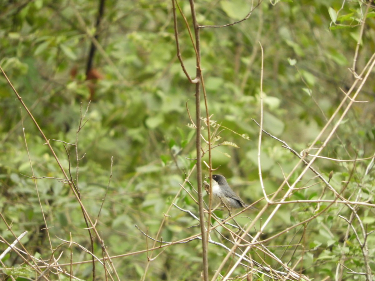 Black-capped Warbling Finch - ML623600849