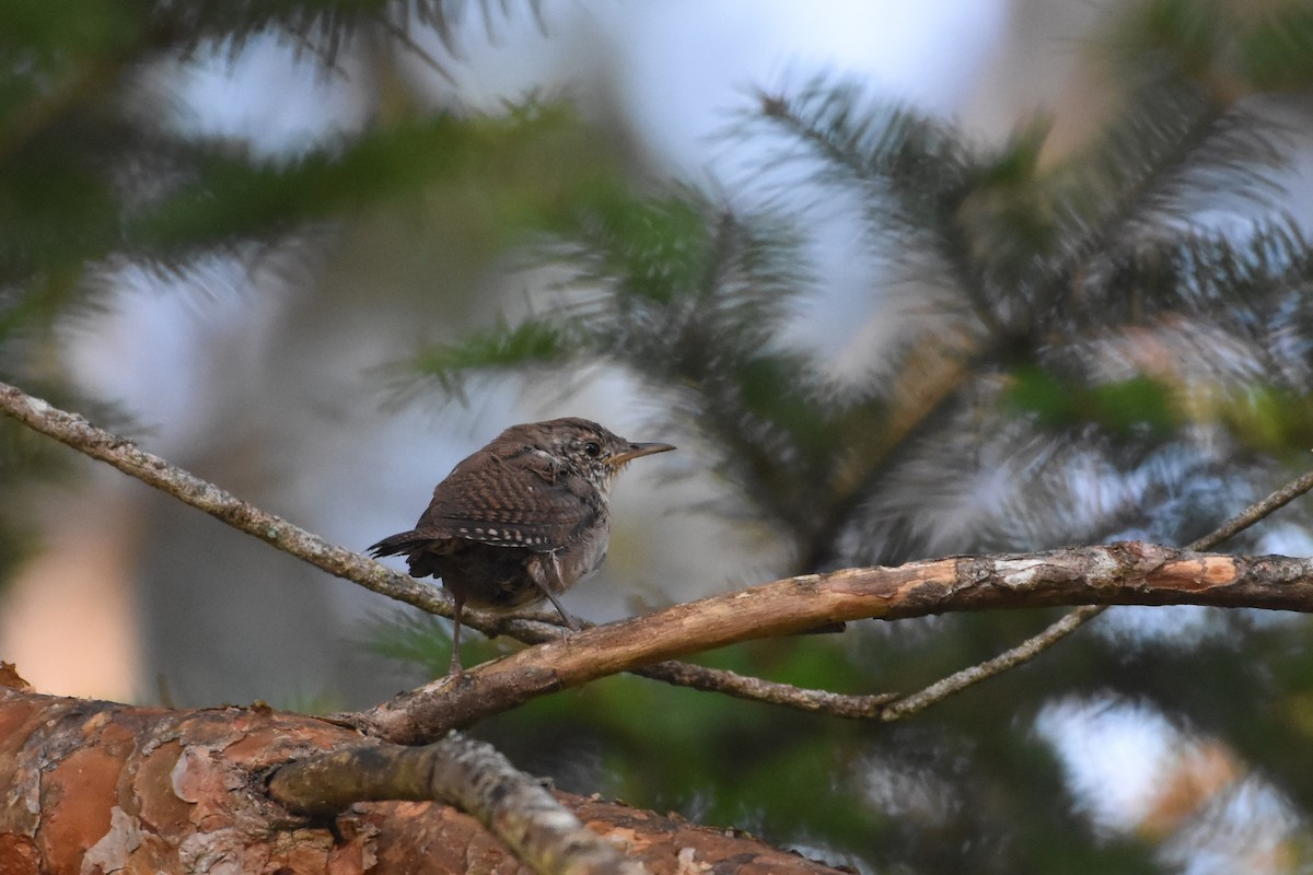 House Wren - ML623600871