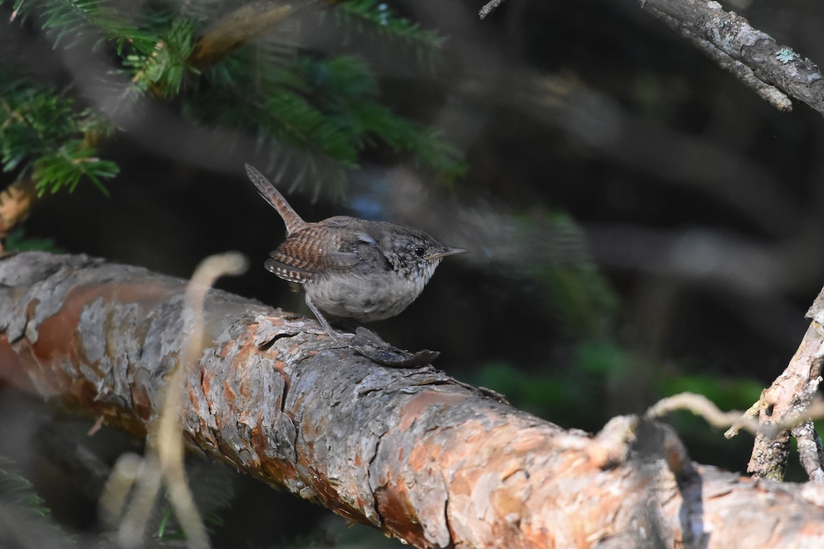 House Wren - ML623600873