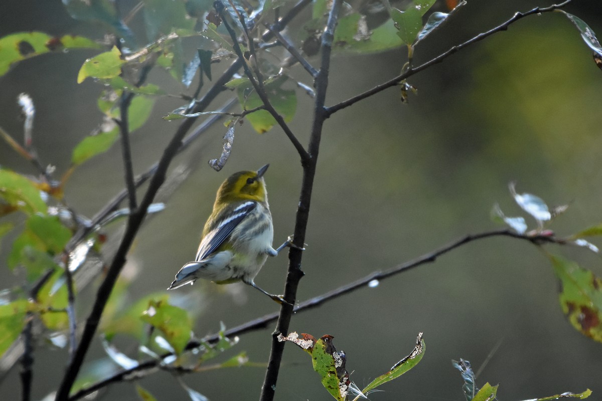 Black-throated Green Warbler - ML623600938