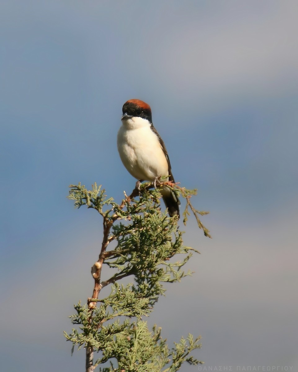 Woodchat Shrike - ML623600958