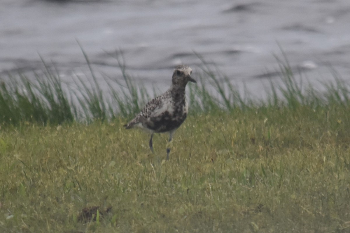 Black-bellied Plover - ML623600959