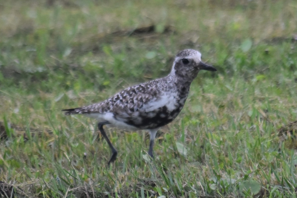 Black-bellied Plover - Douglas Hamm