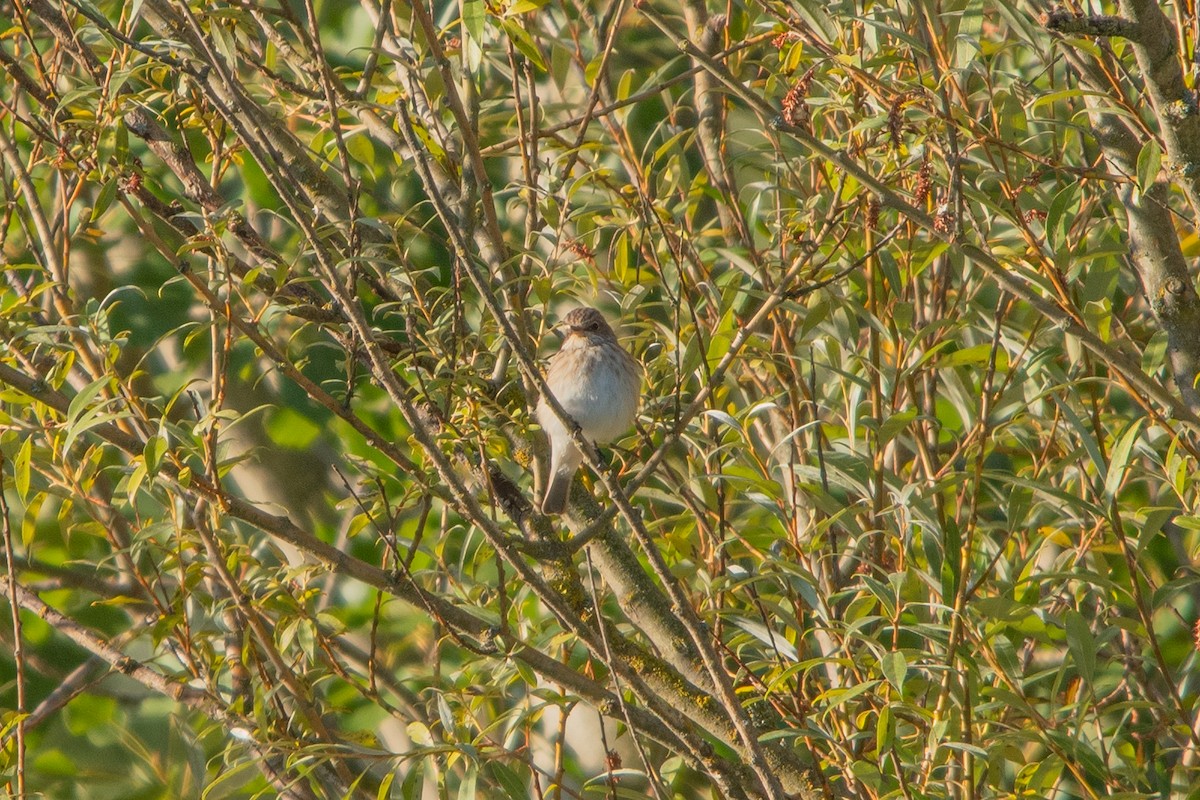 Spotted Flycatcher - ML623601112