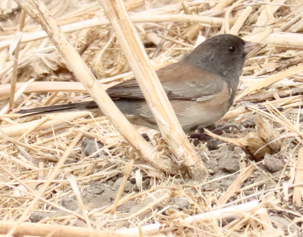 Dark-eyed Junco - Nancy Salem