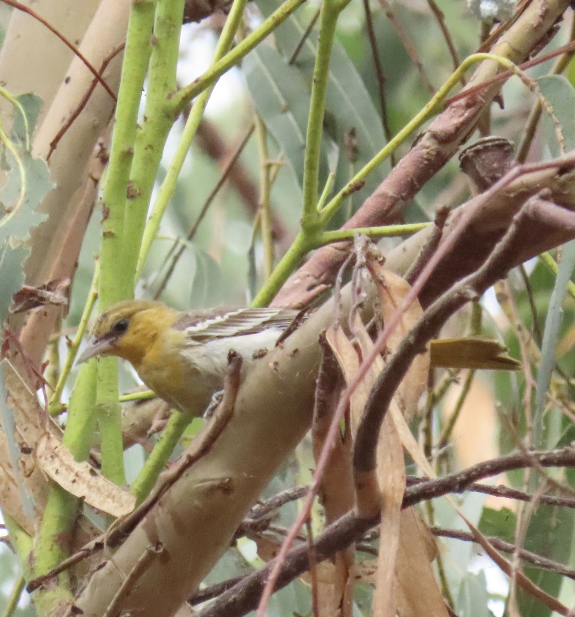 Bullock's Oriole - ML623601125