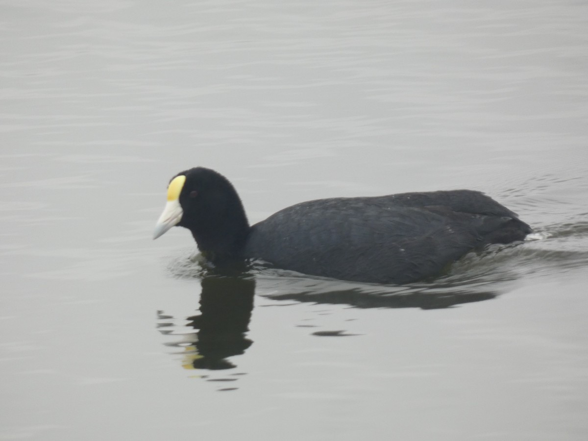 Slate-colored Coot - ML623601147