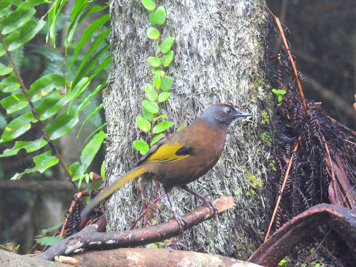 Malayan Laughingthrush - ML623601179