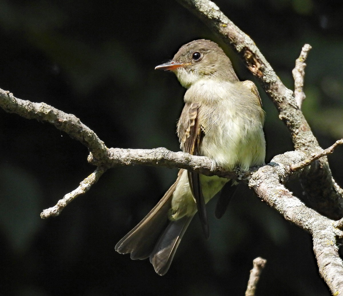 Eastern Wood-Pewee - Don Gorney