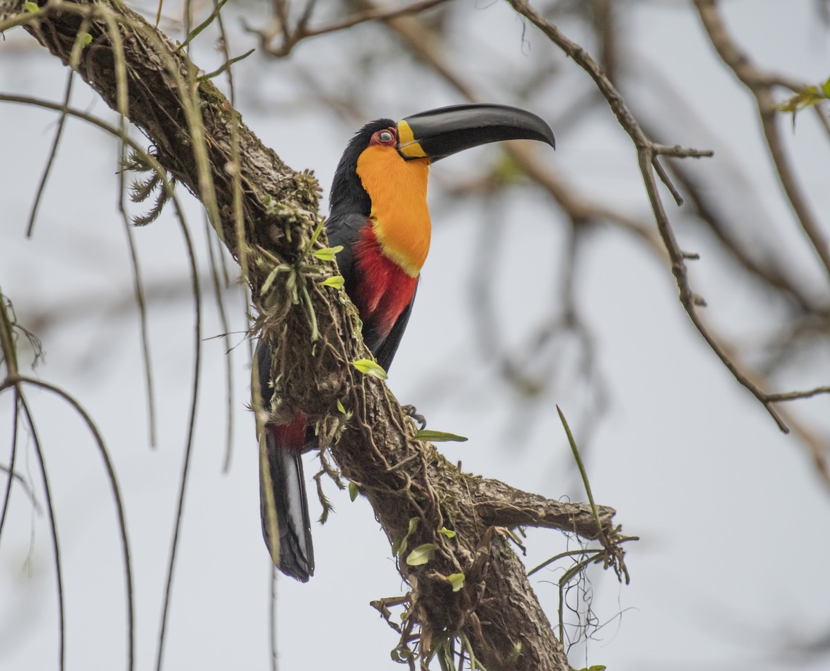 Channel-billed Toucan - ML623601219