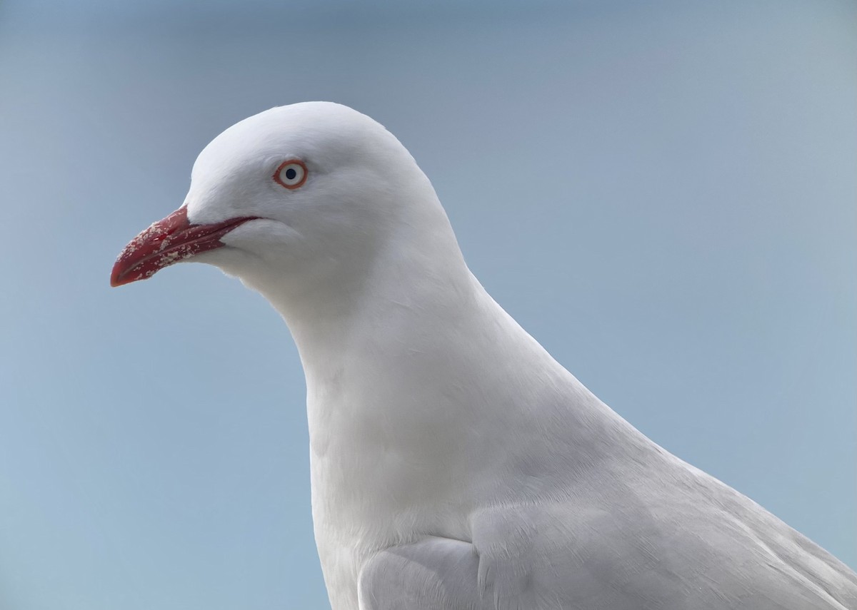 Silver Gull - ML623601274