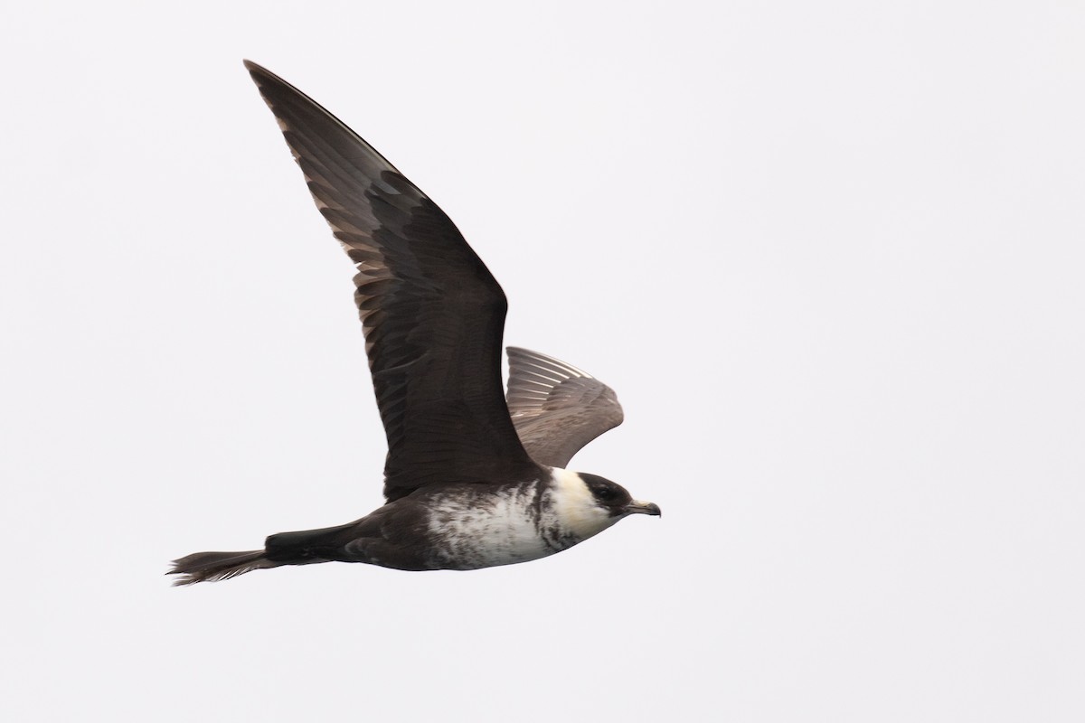 中賊鷗 - ML623601276