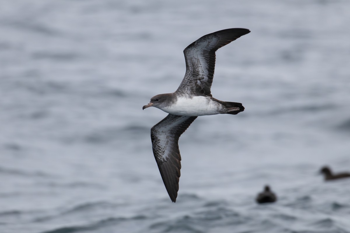 Pink-footed Shearwater - ML623601282