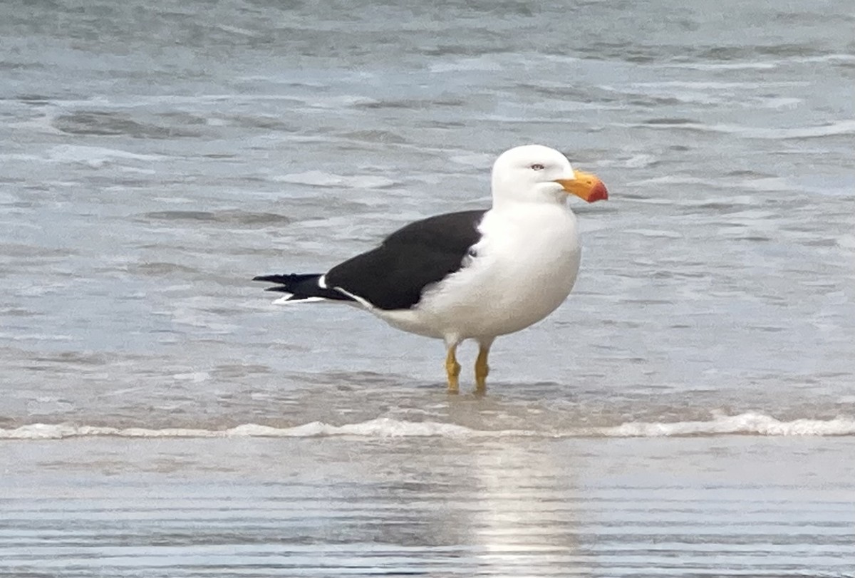 Pacific Gull - ML623601283