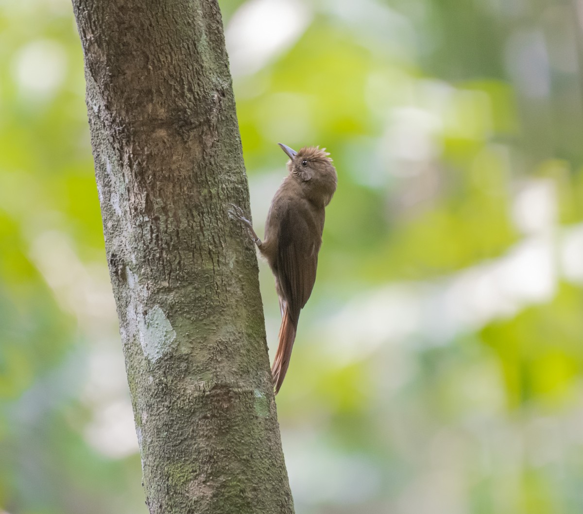 Plain-winged Woodcreeper (Plain-winged) - ML623601288