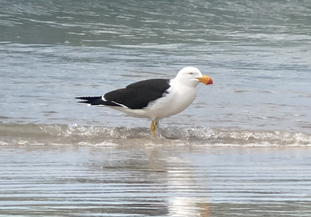 Pacific Gull - ML623601291