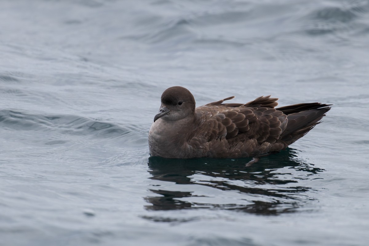 短尾水薙鳥 - ML623601296