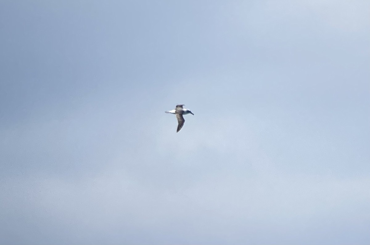 White-capped Albatross - ML623601301